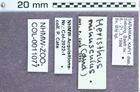 Etiketten zu Rismethus minusculus (NHMW-ZOO-COL-0011077)